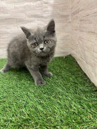 ブリティッシュ