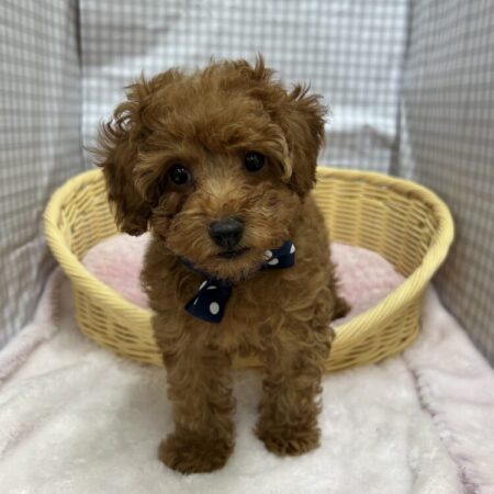 トイ・プードル