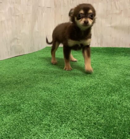 MIXチワワ×トイプードル