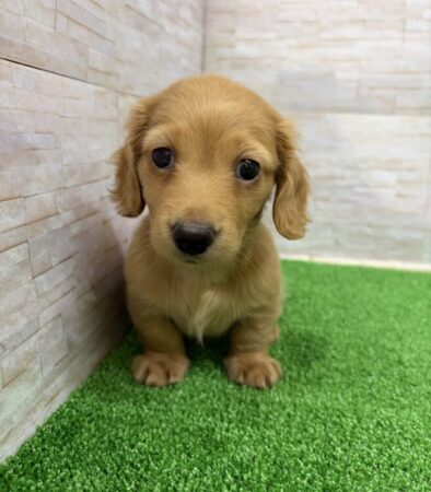 MIX(チワワ×ミニチュアダックスフンド)