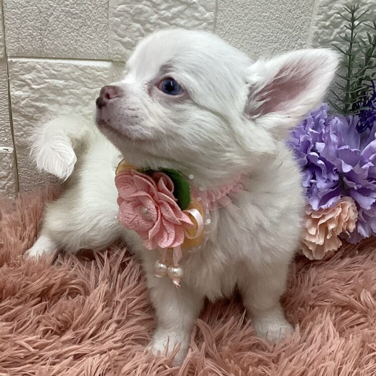 25-3404 - ペットショップ ケン & ワン