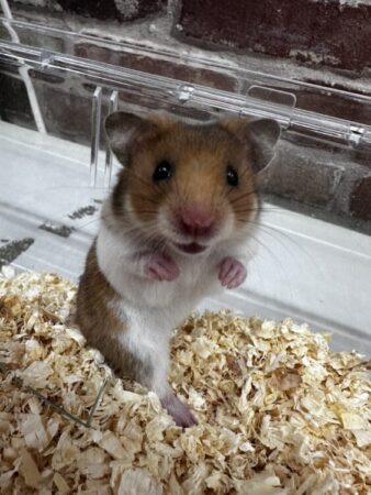 ゴールデンハムスター