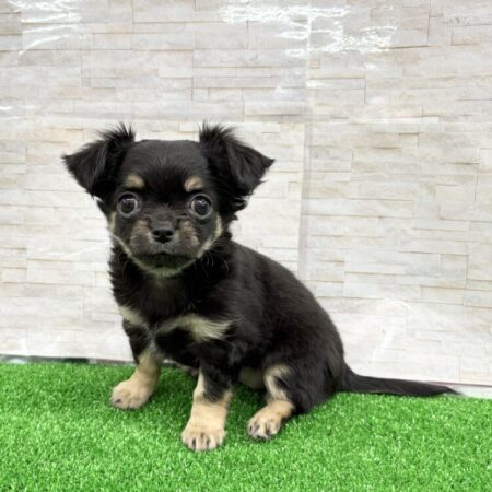 ロングコートチワワ