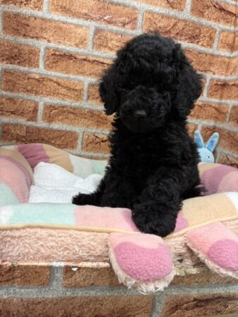 スタンダードプードル