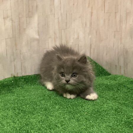 スコティッシュフォールド