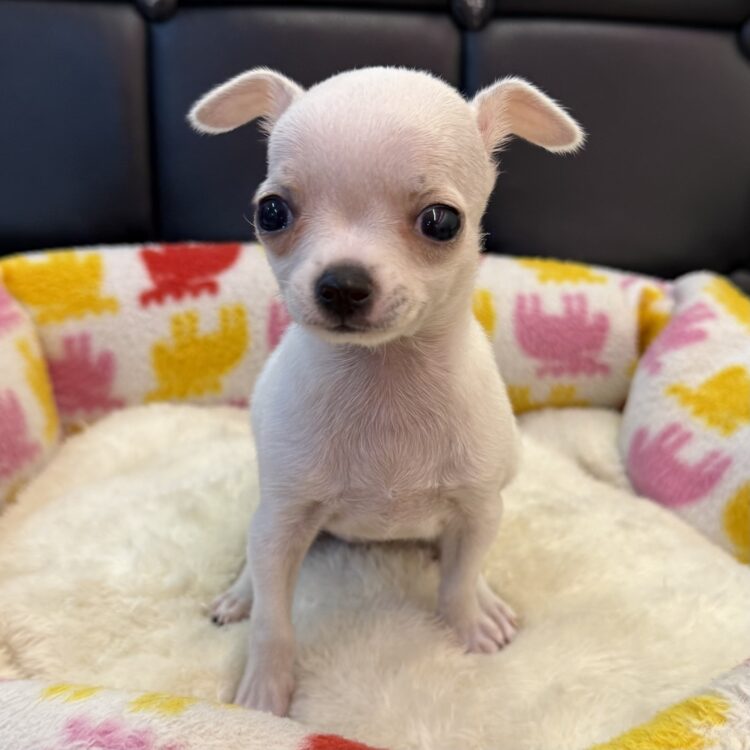 チワワページ 71f2zZNeZfL._AC_UF350,