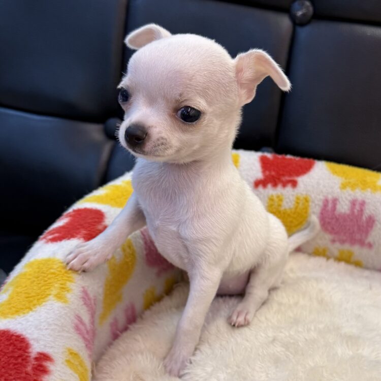 チワワページ L25-2433 - ペットショップ ケン & ワン