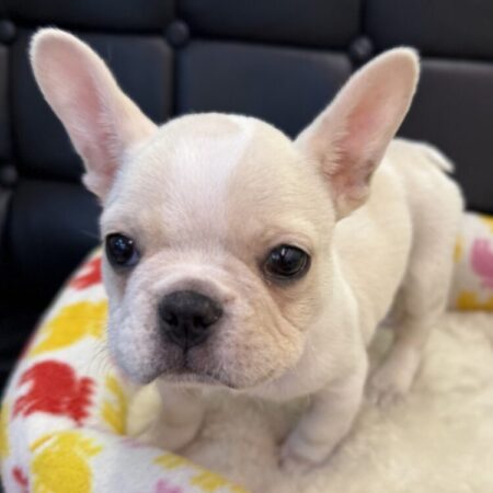 フレンチブルドック