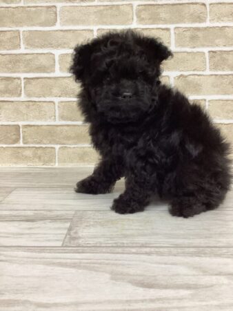 MIX（ポメラニアン×トイプードル）