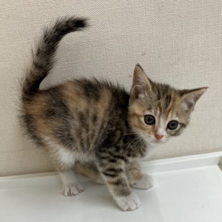 ミヌエット