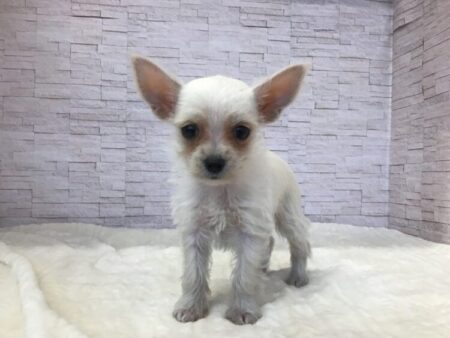 mix(チワワ×ミニチュアシュナウザー)