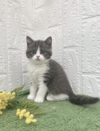 ブリティッシュ・ショートヘア