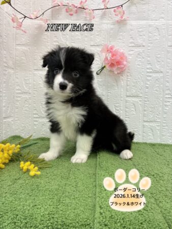 ボーダーコリー