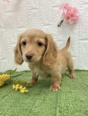 ミニチュア・ダックスフンド