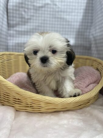 シーズー - ペットショップ ケン & ワン