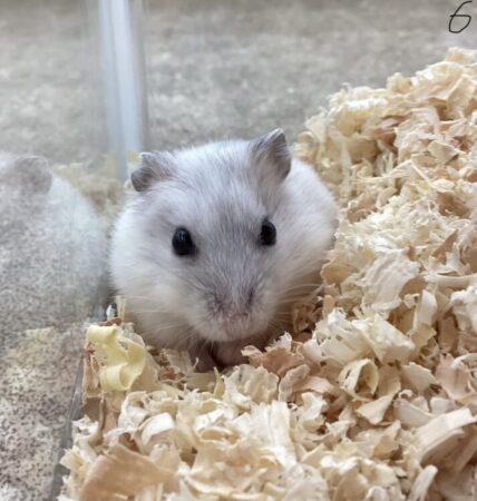 パールホワイトジャンガリアン