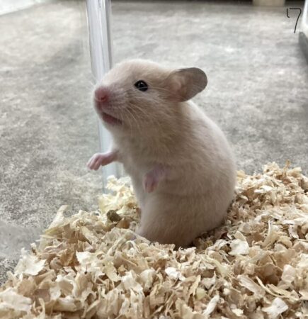 キンクマハムスター