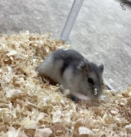 ブルーサファイアハムスター
