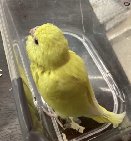 セキセイインコ