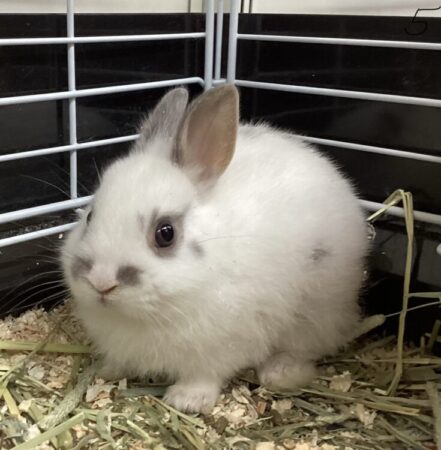 ミニウサギ