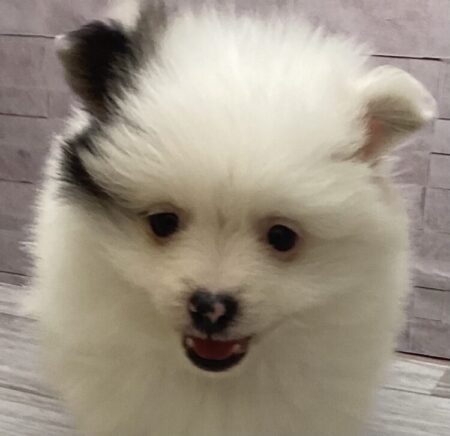 MIX（チワワ×ポメラニアン）