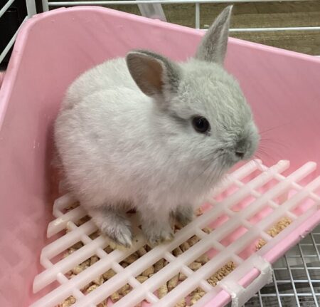 ネザーランドドワーフ