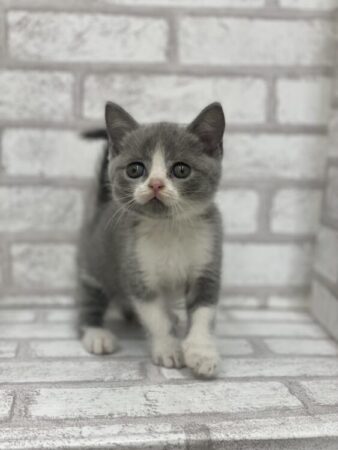 ブリティッシュ