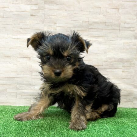 ヨークシャーテリア