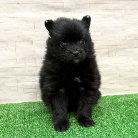 父チワワ×母トイプードル