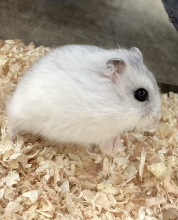 パールホワイトハムスター