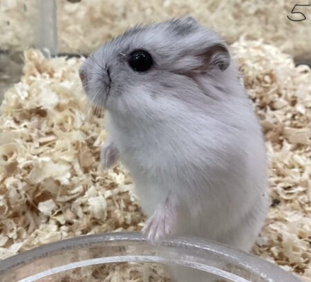 パールホワイトハムスター