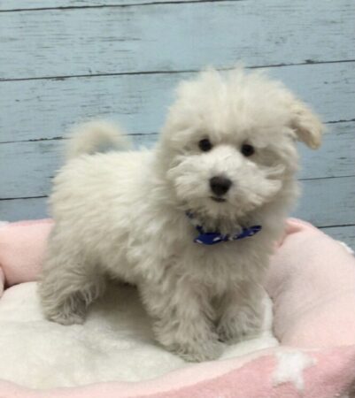 トイ・プードル