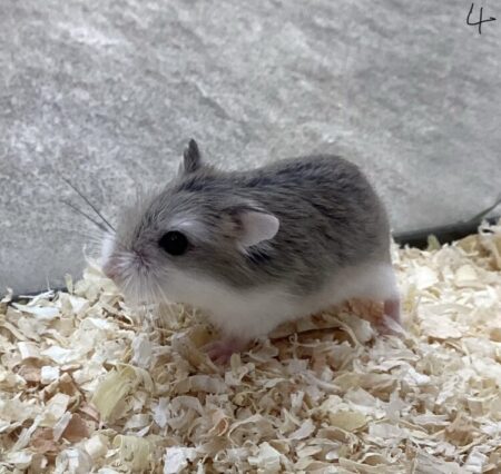 ロボロフスキー