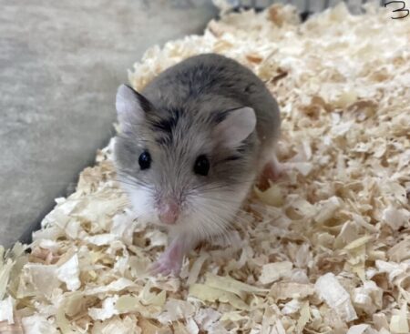 ロボロフスキー