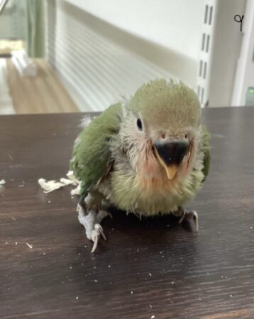 コザクラインコ