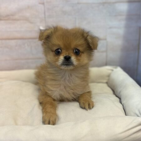 ポメラニアン×ペキニーズ