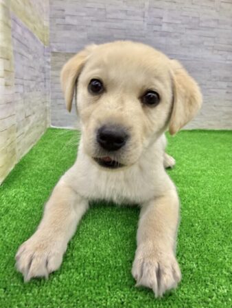 ラブラドール・レトリーバー