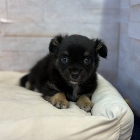 ロングコートチワワ