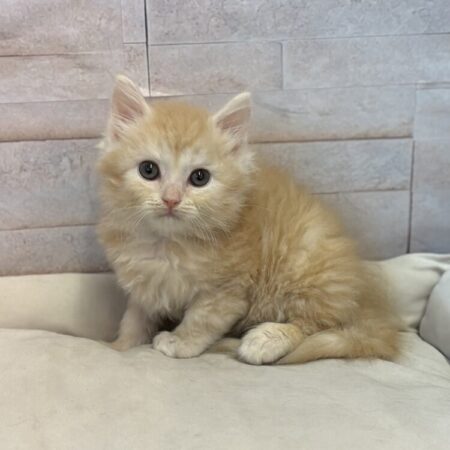 スコティッシュフォールド