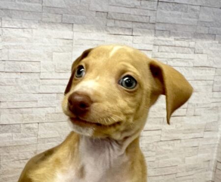 ミニチュア・ピンシャー