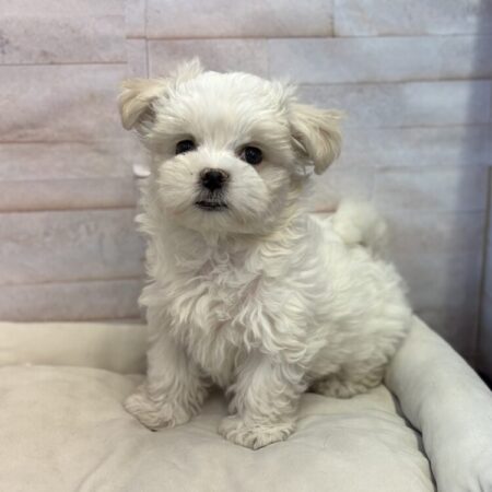 マルチーズ×シーズー