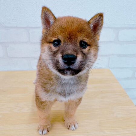 豆柴 dog_img_6_475a227927b5.jpg