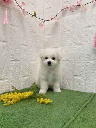 ビションフリーゼ