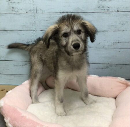 スタンダードプードル×シベリアンハスキー