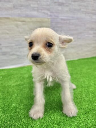 チワワ×ミニチュアシュナウザー