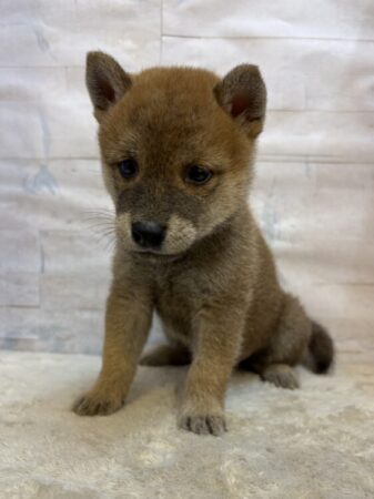 柴犬
