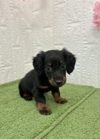 ミニチュア・ダックスフンド