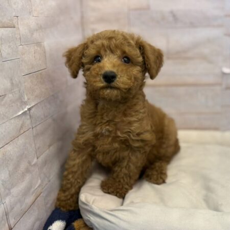 トイ・プードル