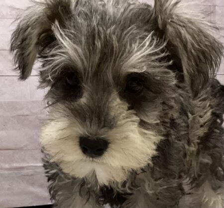 ミニチュアシュナウザー