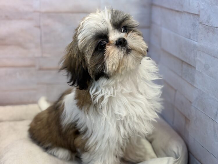 L26-13 - ペットショップ ケン & ワン